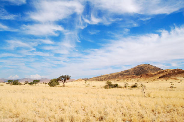 view over the savannah in namibia - landscape panoramic kalahari desert namibia imagens e fotografias de stock