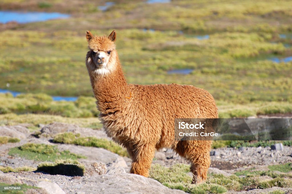 Blick auf die Kamera Alpaka in den Anden von Chile - Lizenzfrei Alpaka Stock-Foto