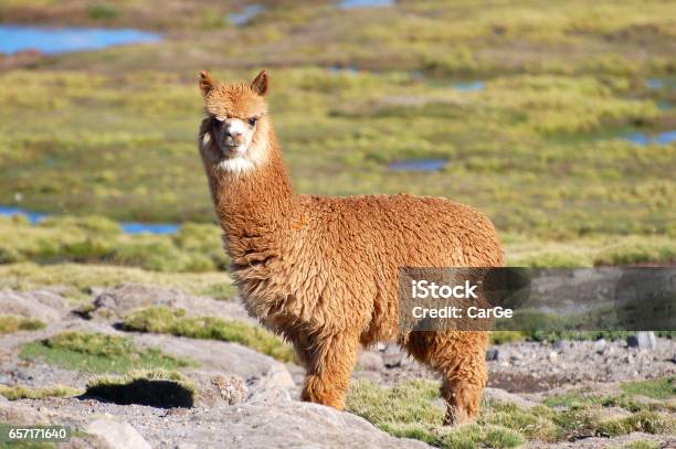 Blick Auf Die Kamera Alpaka In Den Anden Von Chile Stockfoto und mehr Bilder von Alpaka - Alpaka, Anden, Berg