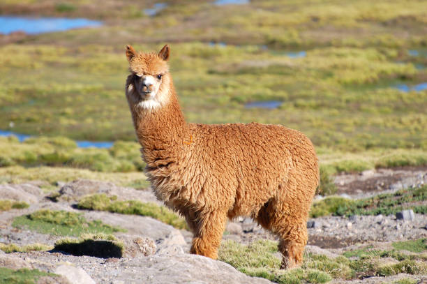 At the camera looking Alpaca in the Andes of Chile stock photo