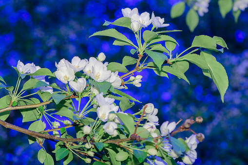 imagen de la rama floreciente contra el cielo azul photo