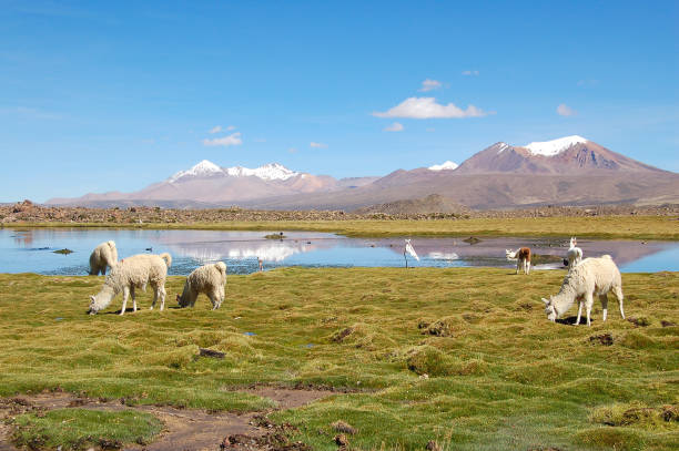 Alpaca Herd in the Lauca National Park in Chile stock photo