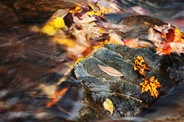 istock Autumn Leaves in a River 657177962