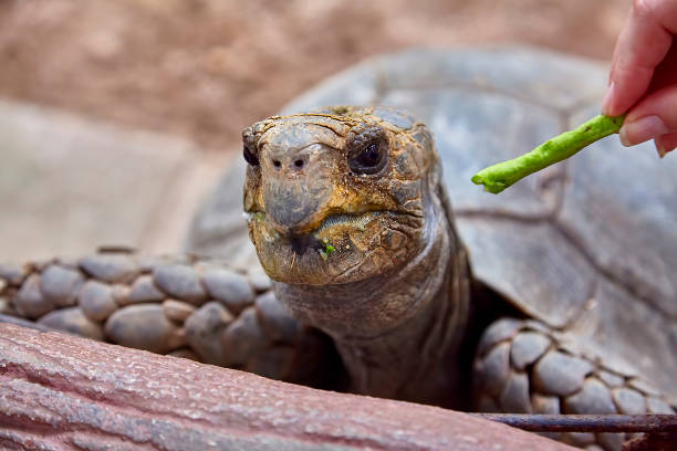 istock Giant Galapagos tortoise eating close-up 657178040
