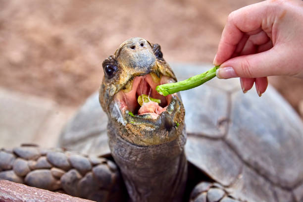 istock Giant Galapagos tortoise eating close-up 657178102
