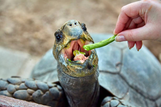 istock Giant Galapagos tortoise eating close-up 657178204