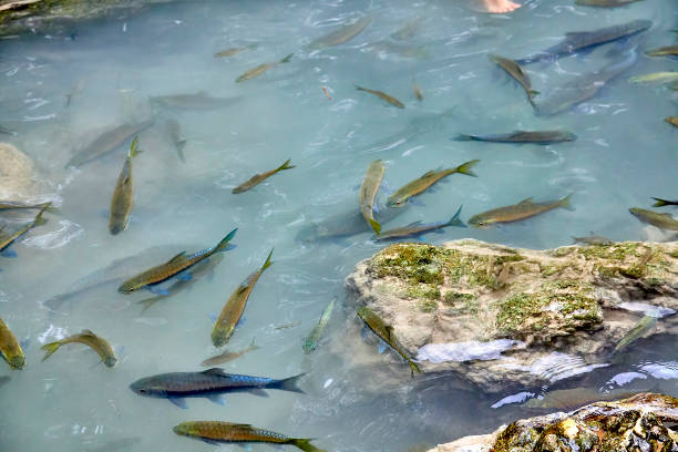 istock A flock of fish in the river between the stones 657178512
