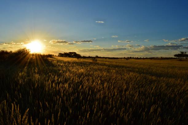 istock Amazing sunset in the savannah of Namibia 657178606