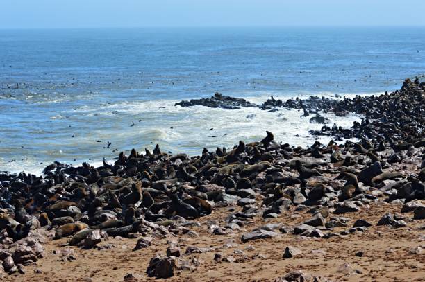 istock Seal Colony at Cape Cross in Namibia 657181274