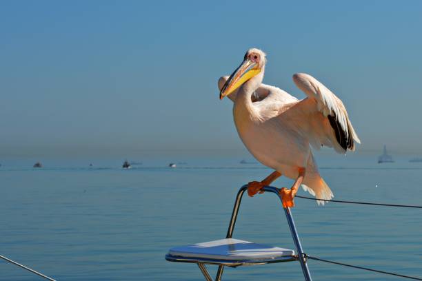 istock Proud Pelican on a tourboat in Namibia 657181438