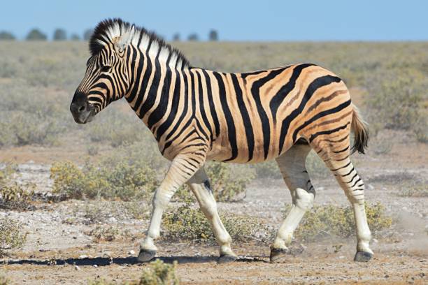 istock Impressive Zebra in the Etosha National Park in Namibia 657181670
