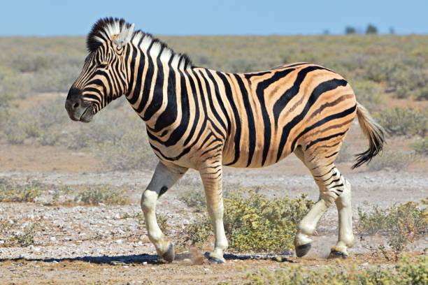 istock Proud Zebra in the Etosha National Park in Namibia 657181676