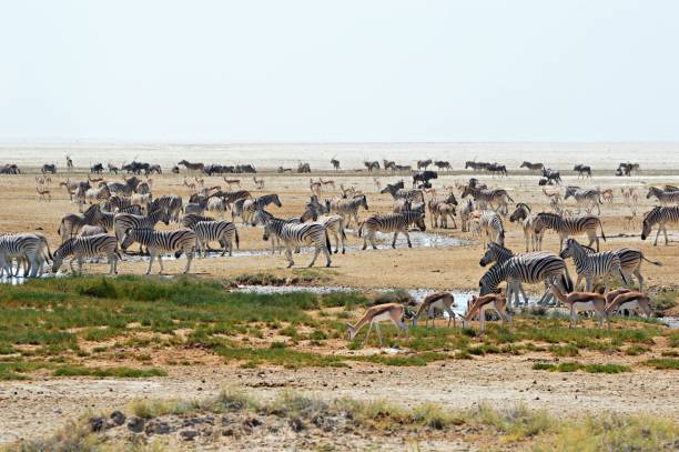 istock Crowded waterhole in the Etosha National Park 657181840