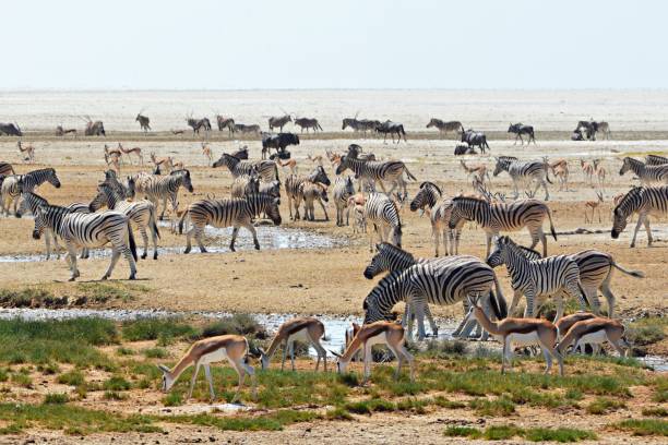 Crowded waterhole in the Etosha National Park in Namibia stock photo