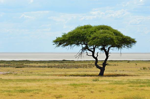 Lonely tree in the Etosha National Park in Namibia stock photo