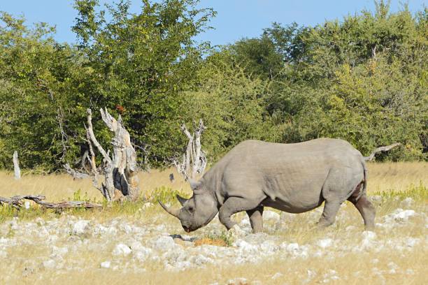 istock Rarely Rhino in the Etosha National Park in Namibia 657184182