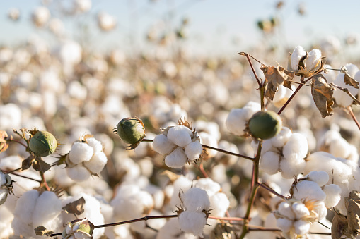 Cultivo de algodón en plena floración photo