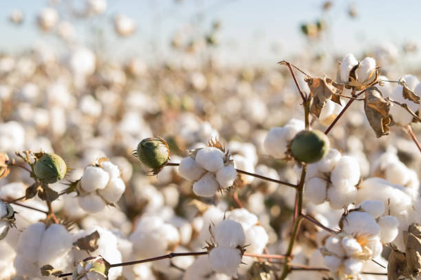 Cotton crop in full bloom Cotton bud crop in full bloom boll stock pictures, royalty-free photos & images