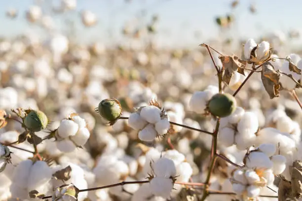 Photo of Cotton crop in full bloom