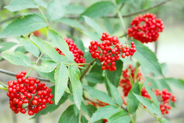 istock clusters of wolf berries Sambucus racemosa 657189342