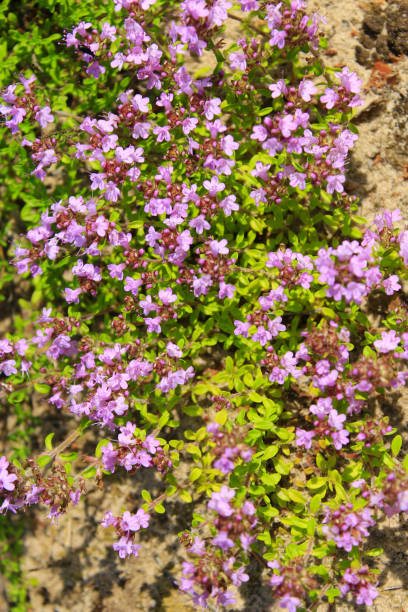 istock flowers of Oregano 657189750