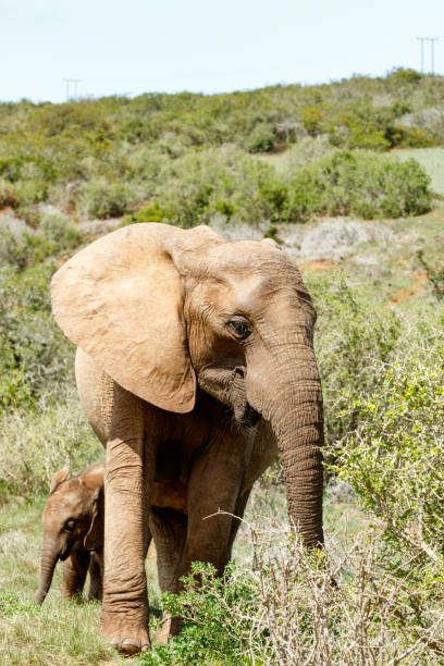 istock Baby Elephant is hiding behind his mom 657194236