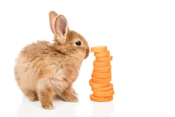 Photo of Rabbit near a carrot on white