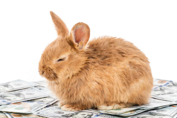 Beautiful fluffy red bunny lies on dollars with closed eyes, isolated on white background