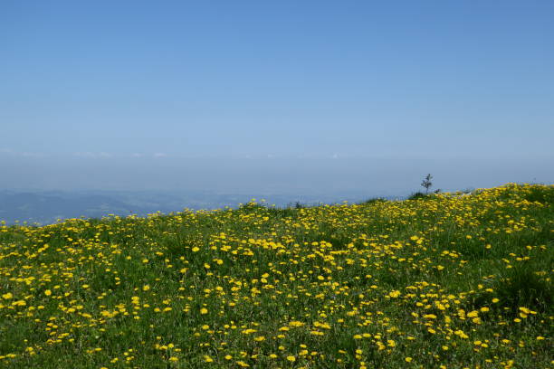 istock Hiking onto Reisalpe, Lower Austria 657201552