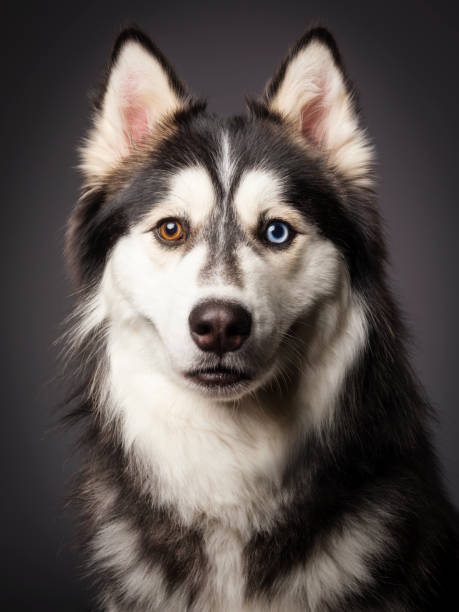 istock Siberian Husky with Heterochromia 657204214