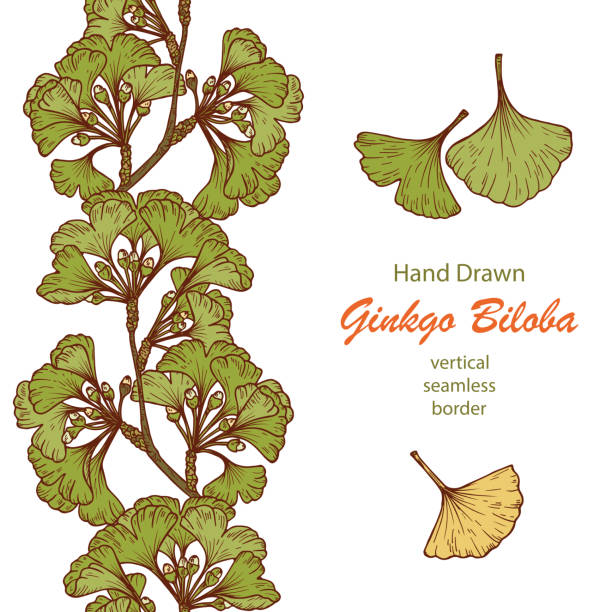 illustrations, cliparts, dessins animés et icônes de ginkgo biloba arbre des plantes médicinales dessinés à la main. bordure sans soudure verticale de branches et feuilles défini. illustration vectorielle. - ginkgo ginkgo tree leaf nutritional supplement