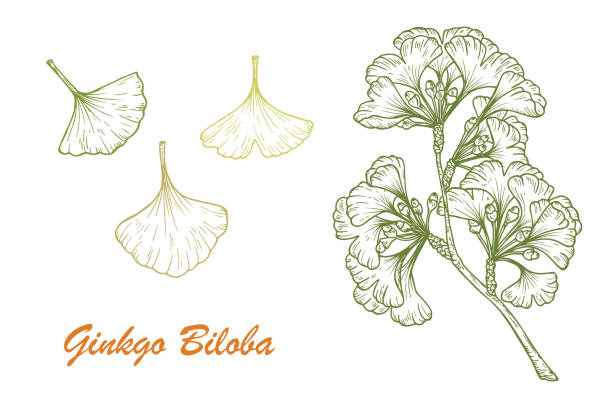 illustrations, cliparts, dessins animés et icônes de plante médicinale ensemble. la main dessinée ginkgo biloba arbre. branches et les feuilles. illustration vectorielle. - ginkgo ginkgo tree leaf nutritional supplement