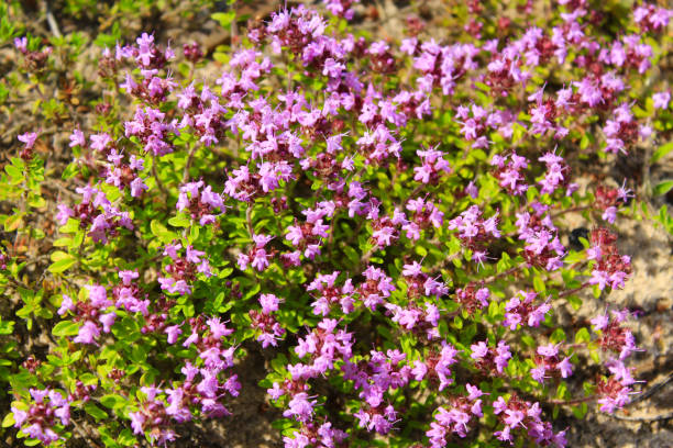 istock flowers of Oregano 657210080