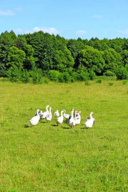 istock flight of white geese on the meadow 657210652