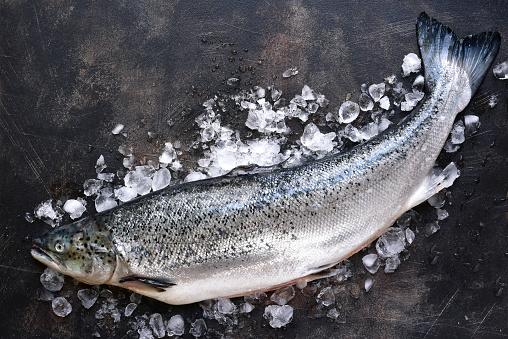 Raw fresh organic salmon on ice on a dark slate,stone or metal background.Top view with space for text.