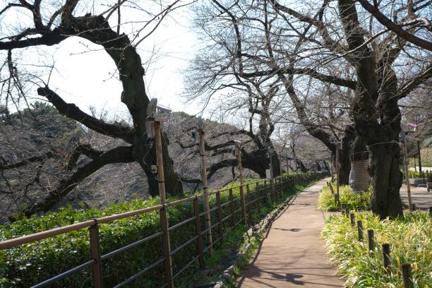 istock One week before sakura(cherry blossom) reach full bloom at Chidorigafuchi, Tokyo 657214064