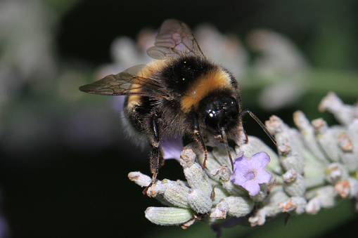 Bumblebee and Honeybees on lavender, Lower Austria