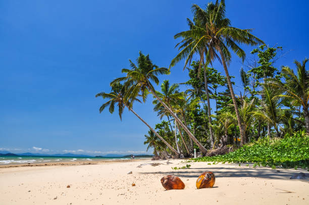 Stunning view of the beach in Mission Beach, Cassowary Coast Region, Queensland, Australia. White sand beach, crystal clear water and palm trees along the beach. Two coconuts lying in the sand. stock photo