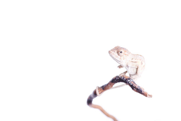 istock Baby panther chameleon on white background furcifer pardalis 657220768