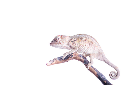 Baby panther chameleon on white background furcifer pardalis