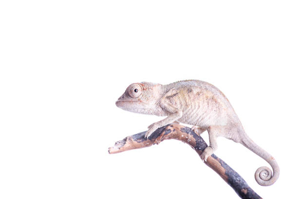 Baby panther chameleon on white background furcifer pardalis stock photo