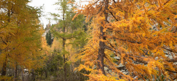istock yellow larches at fall in the woods 657227520