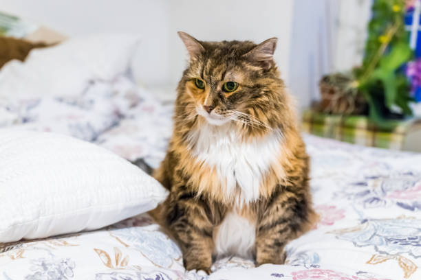 istock Maine coon cat sitting on bed waiting for owner 657232978