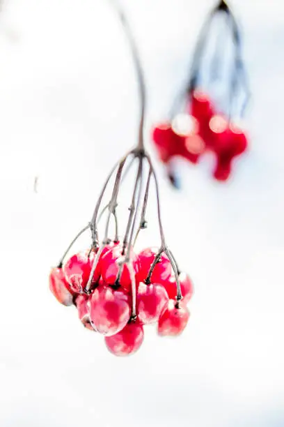 Wild berries without a tree in the spring.