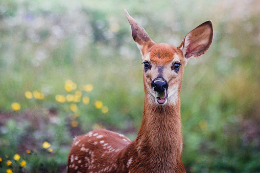 A beautiful young deer eating leaves with a funny face in a green field with yellow flowers.