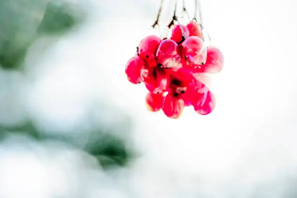 Wild berries without a tree in the spring.