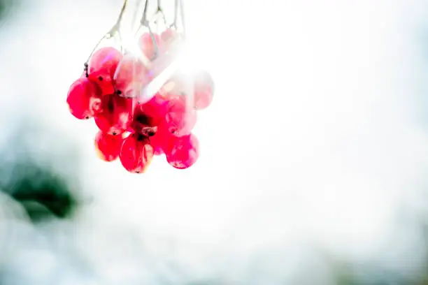 Wild berries without a tree in the spring.