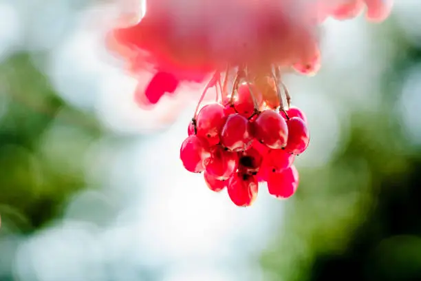 Wild berries without a tree in the spring.