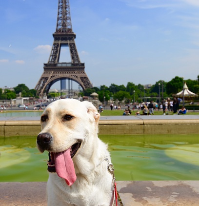 dog at the Eiffel Tower