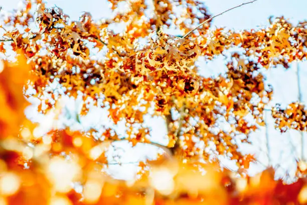 Colorful orange and yellow foliage in the sun. Oak leaves.